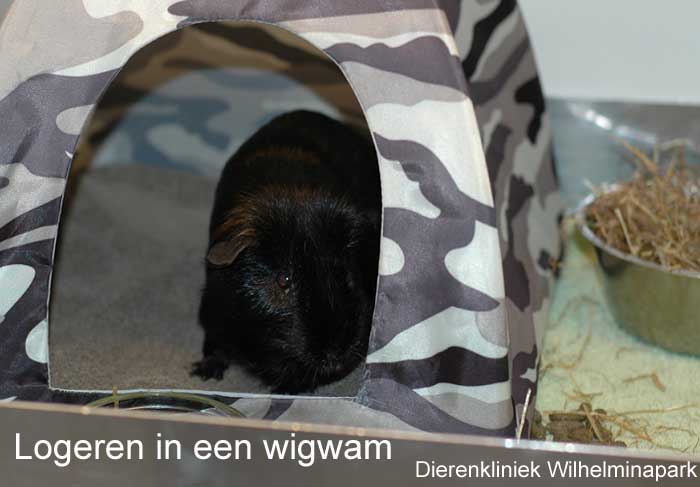 Een cavia moet zich ergens onder kunnen verstoppen, in onze opname gebruiken we een doosje of de cavia wigwam van Trixie